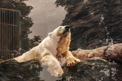Lying on the brown rocks of the polar bear
